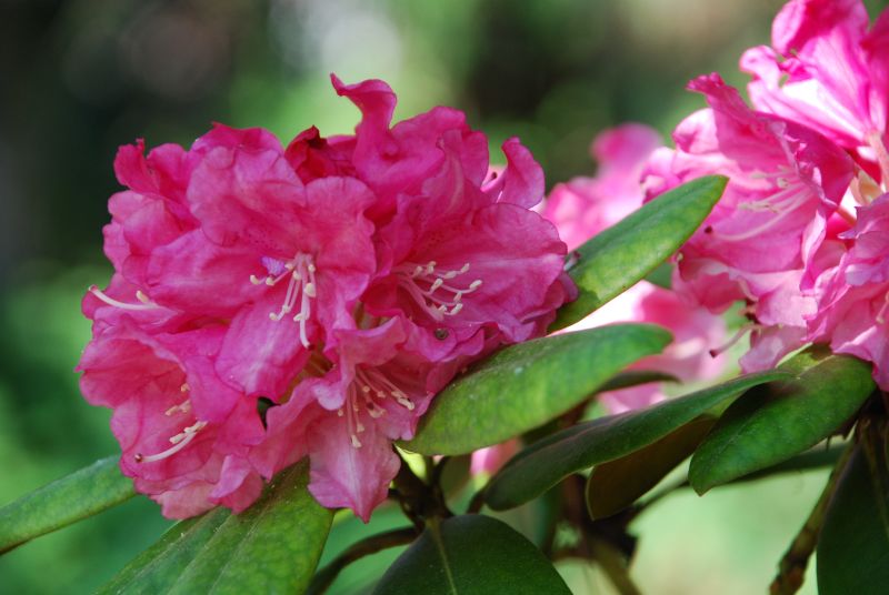  Różanecznik, azalia, rododendron (Rhododendron) Fot. Fotolia