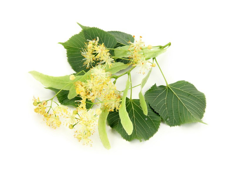 Lipa Fot. Fotolia