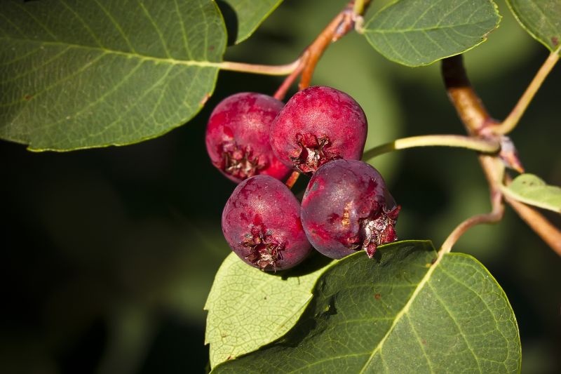 Świdośliwa (Amelanchier) To świetne drzewo do małych ogrodów. Choć ma niewielkie rozmiary, Świdośliwa to bardzo urokliwe drzewo, które ozdabia ogród przez większość miesięcy w roku. Wiosną drzewo ozdabia duża ilość białych kwiatów, z których wyrastają ładne, owalne liście. Wysokość drzewa to ok. 3,5 m.