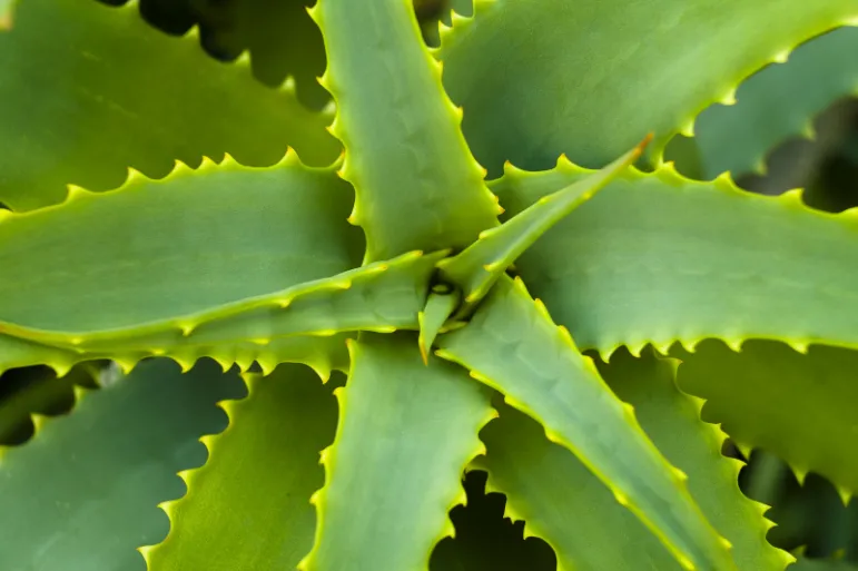 Aloes. Fot. Fotolia