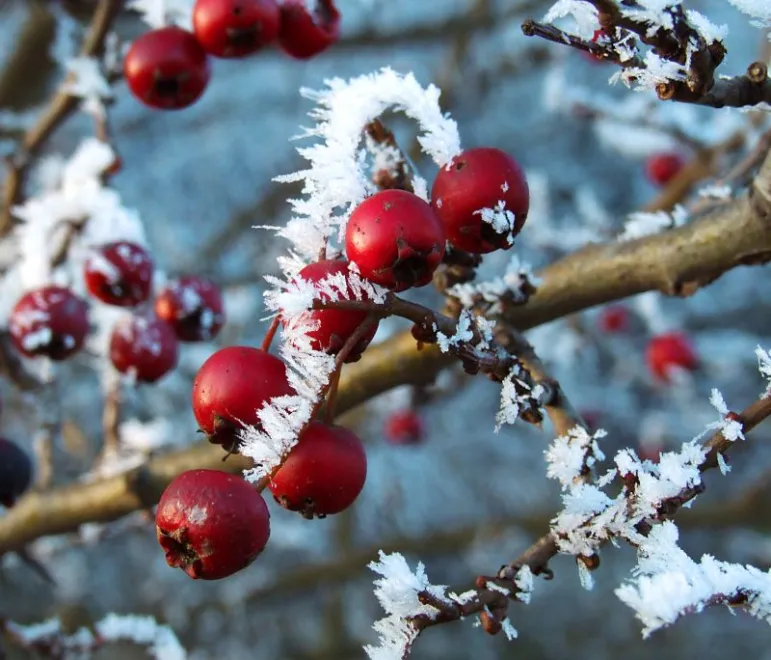 Grudzień to czas, kiedy powinniśmy wykonać ostatnie prace pielęgnacyjne w sadzie i w warzywniku. Fot. Fotolia