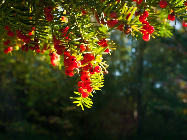 Jarzębina. Fot. Fotolia