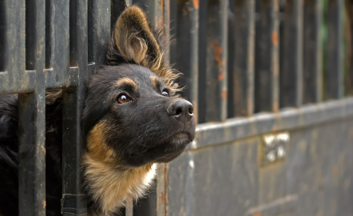 Trwa burza wokół działalności schronisk dla zwierząt. Zbiegło się to z terminem opiniowania samorządowych programów opieki nad bezdomnymi zwierzętami