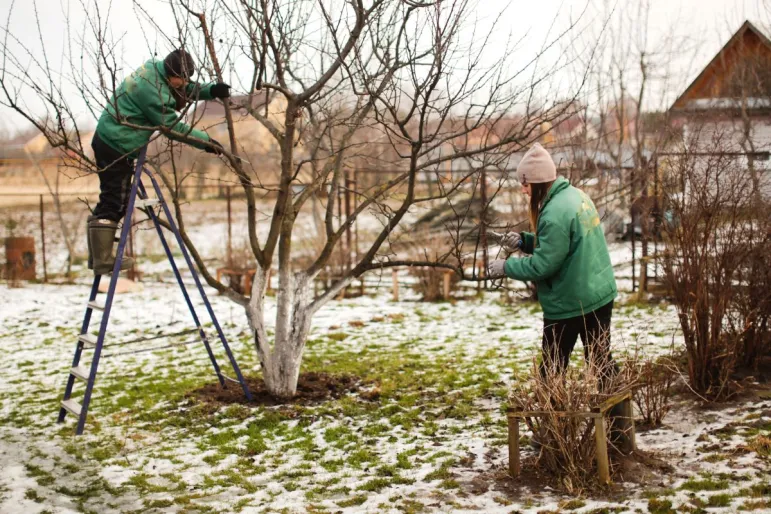 W lutym możesz przycinać jabłonie, grusze, śliwy (późne), orzechy, porzeczki, agrest. Nie dotykasz czereśni, wiśni, wczesnych śliw. I forsycji