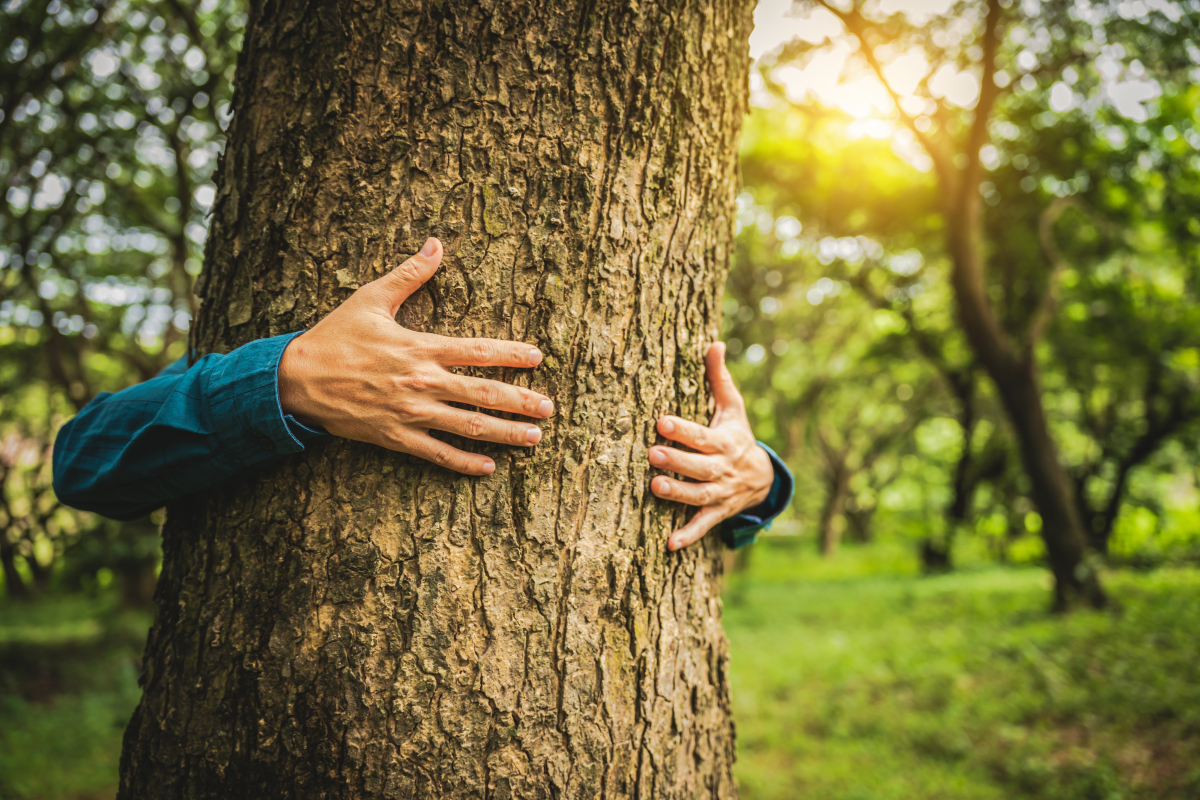 Miasta w Polsce stawiają na zieleń - lasy zajmują coraz więcej miejsca. Oto liderzy