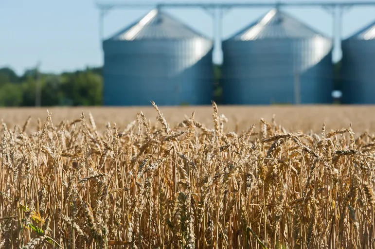 silos zbożowy silosy zbożowe zboże afera zbożowa rolnictwo