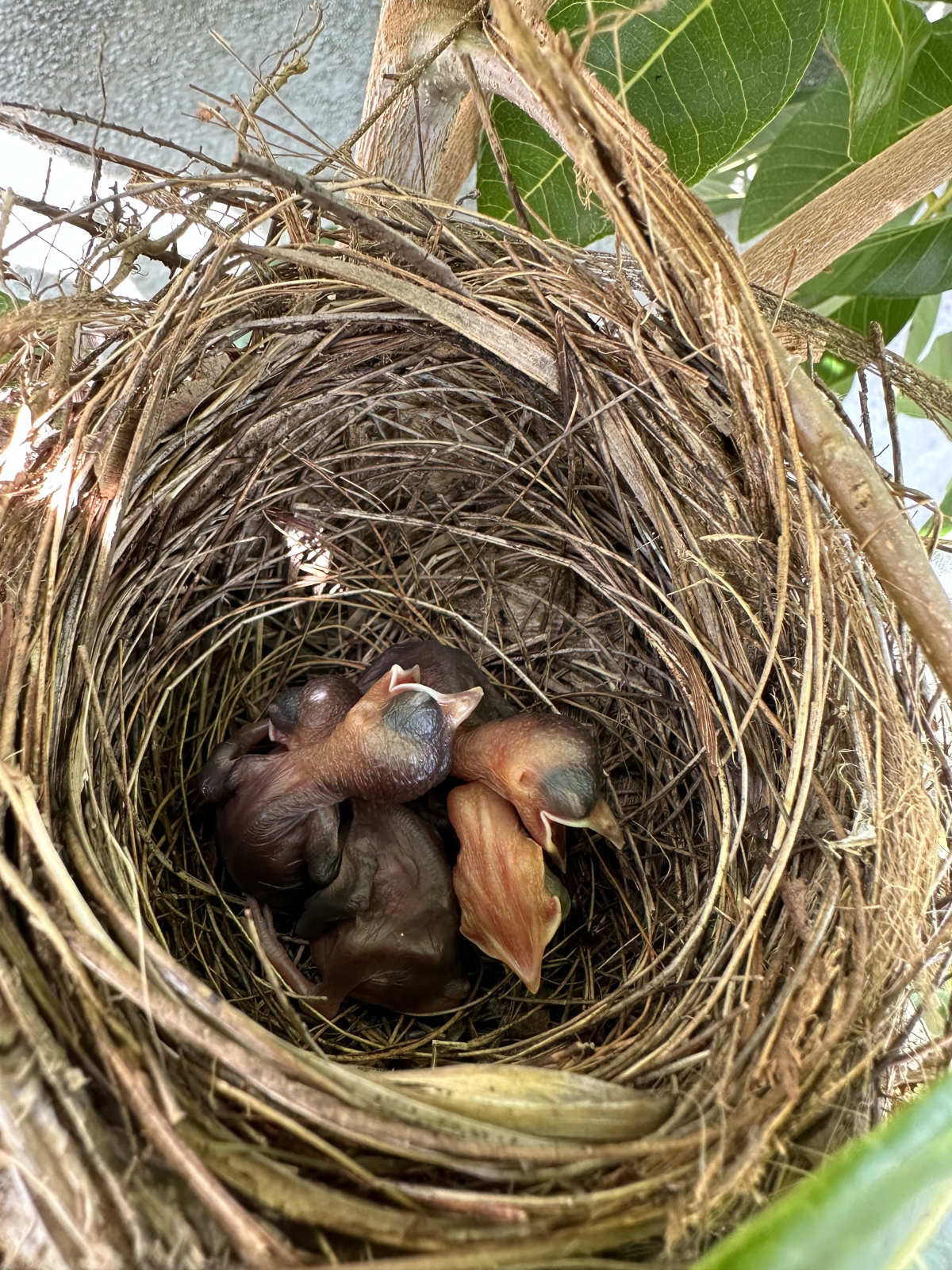 Jak i kiedy pomagać pisklętom i młodym ssakom?