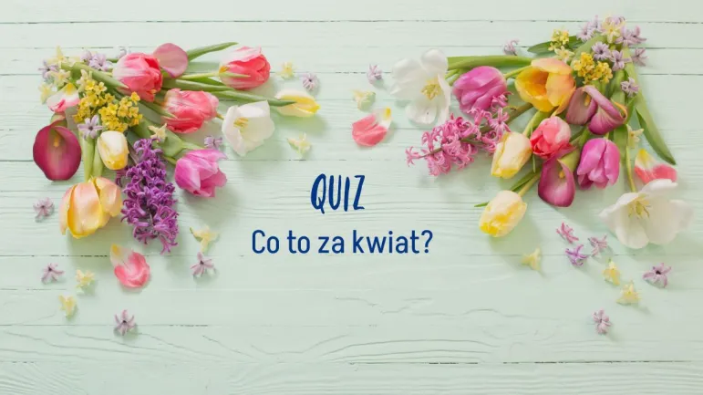 quiz kwiat