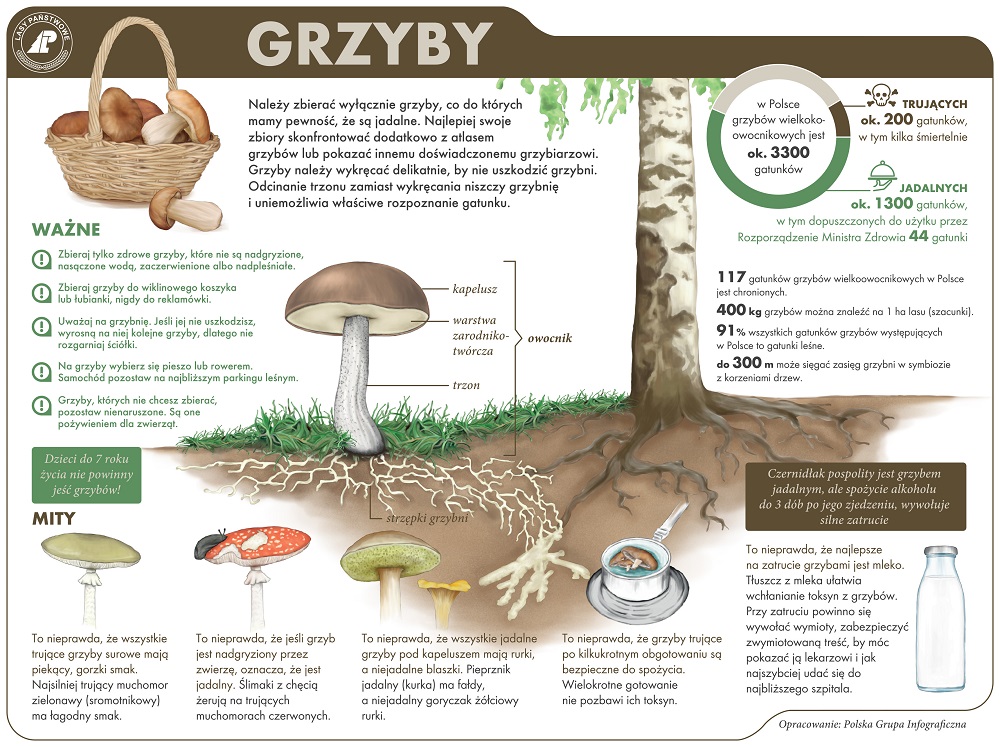 Grzybobranie ważne zasady