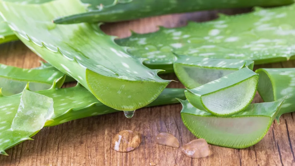 image aloe vera Aloe Vera main image 1