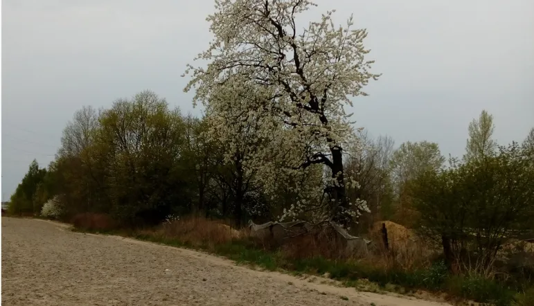 Ceny gruntów rosną już nie tylko w dużych miastach, ale i na przedmieściach, gdzie dotychczas kupujący szukali dla siebie lepszych ofert