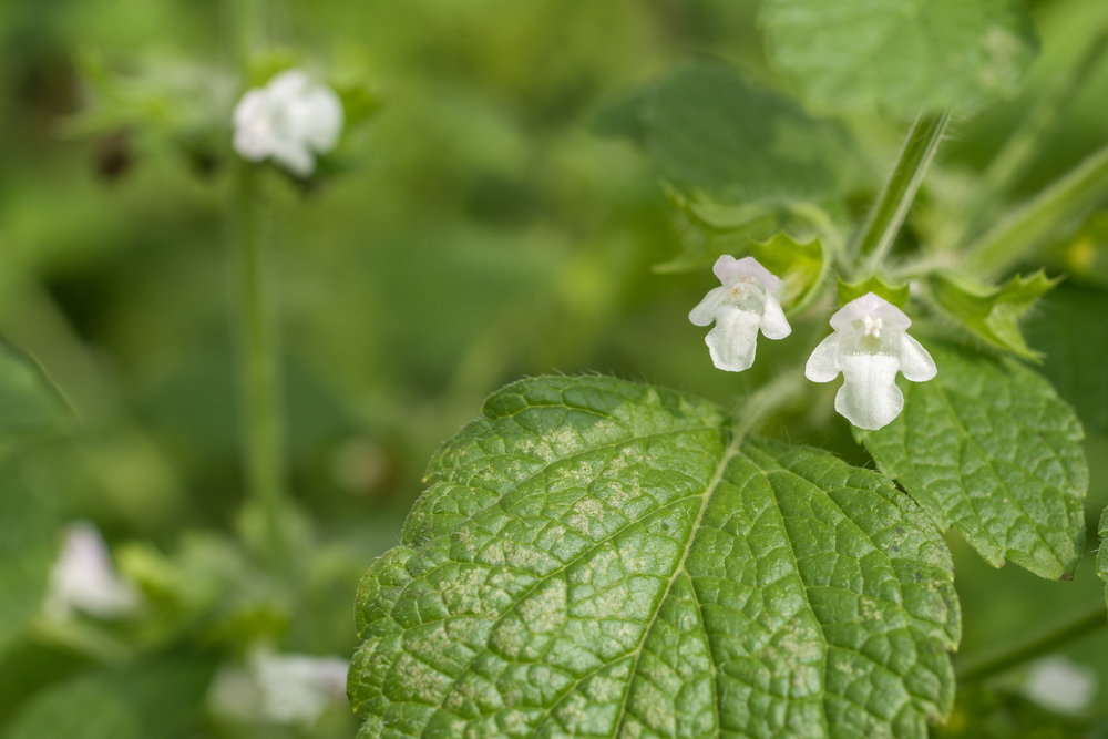 melisa lekarska (Melissa officinalis)  - kwiaty