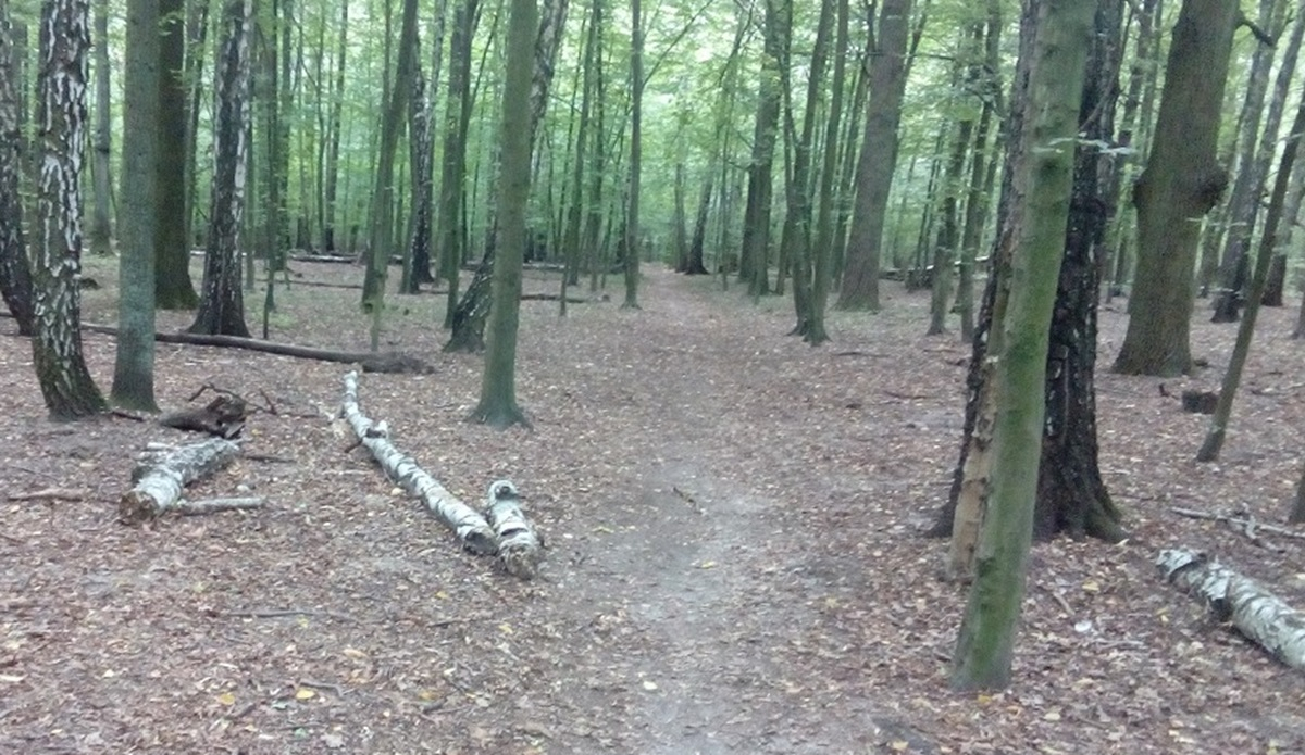 Drewno opałowe, drewno kominkowe