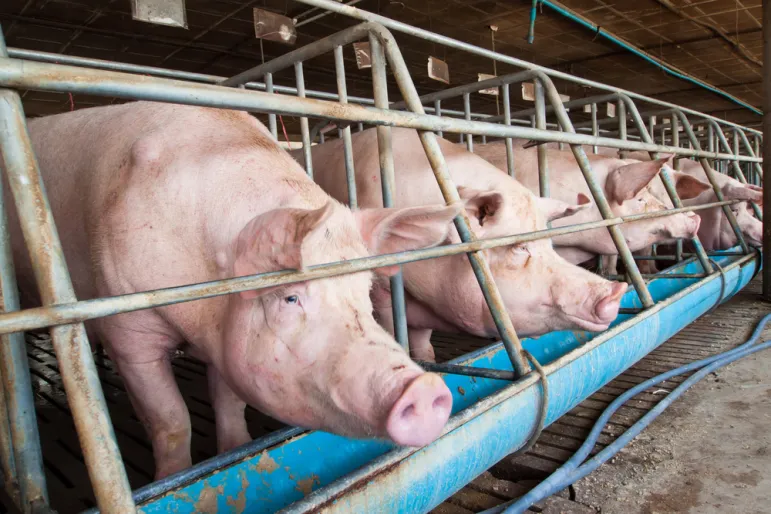 Kończy się nabór wniosków o wsparcie na bioasekurację