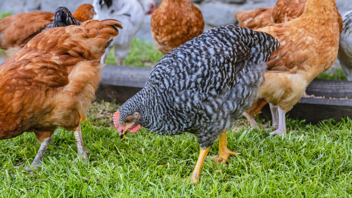 Hodowla kur (drobiu) na własne potrzeby bez obowiązku rejestracji