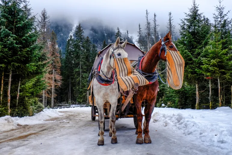 morskie oko konie