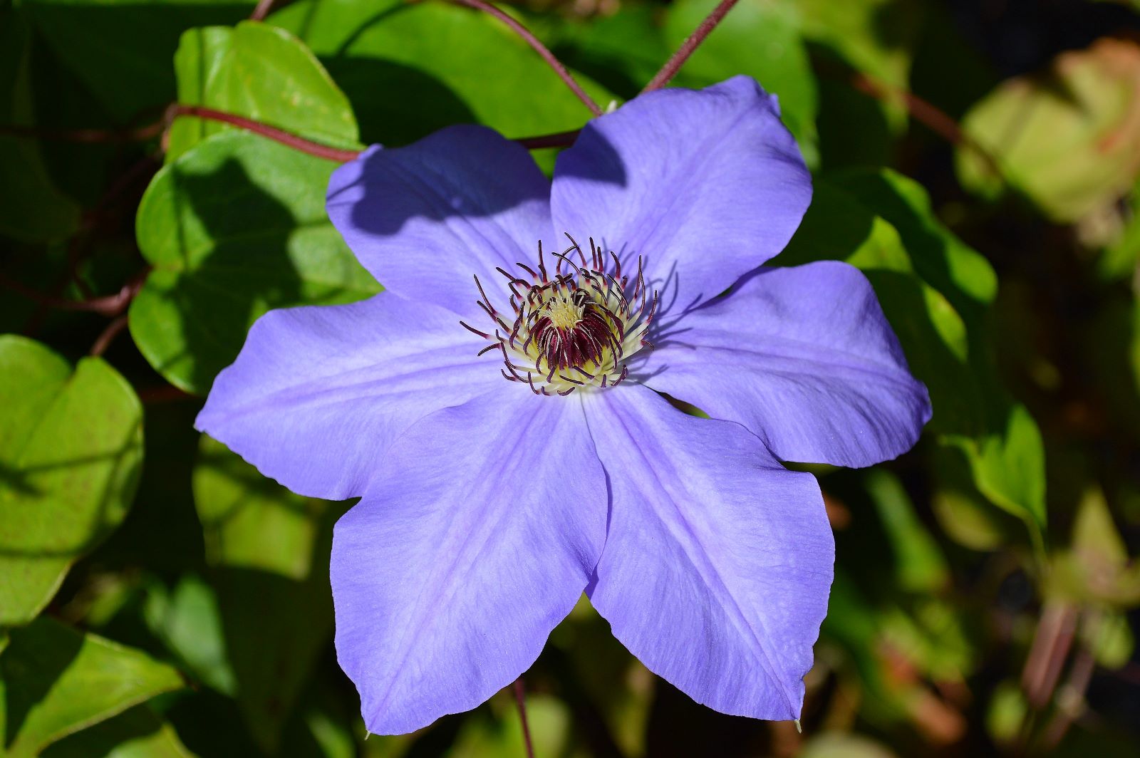 clematis - odmiana Ramona