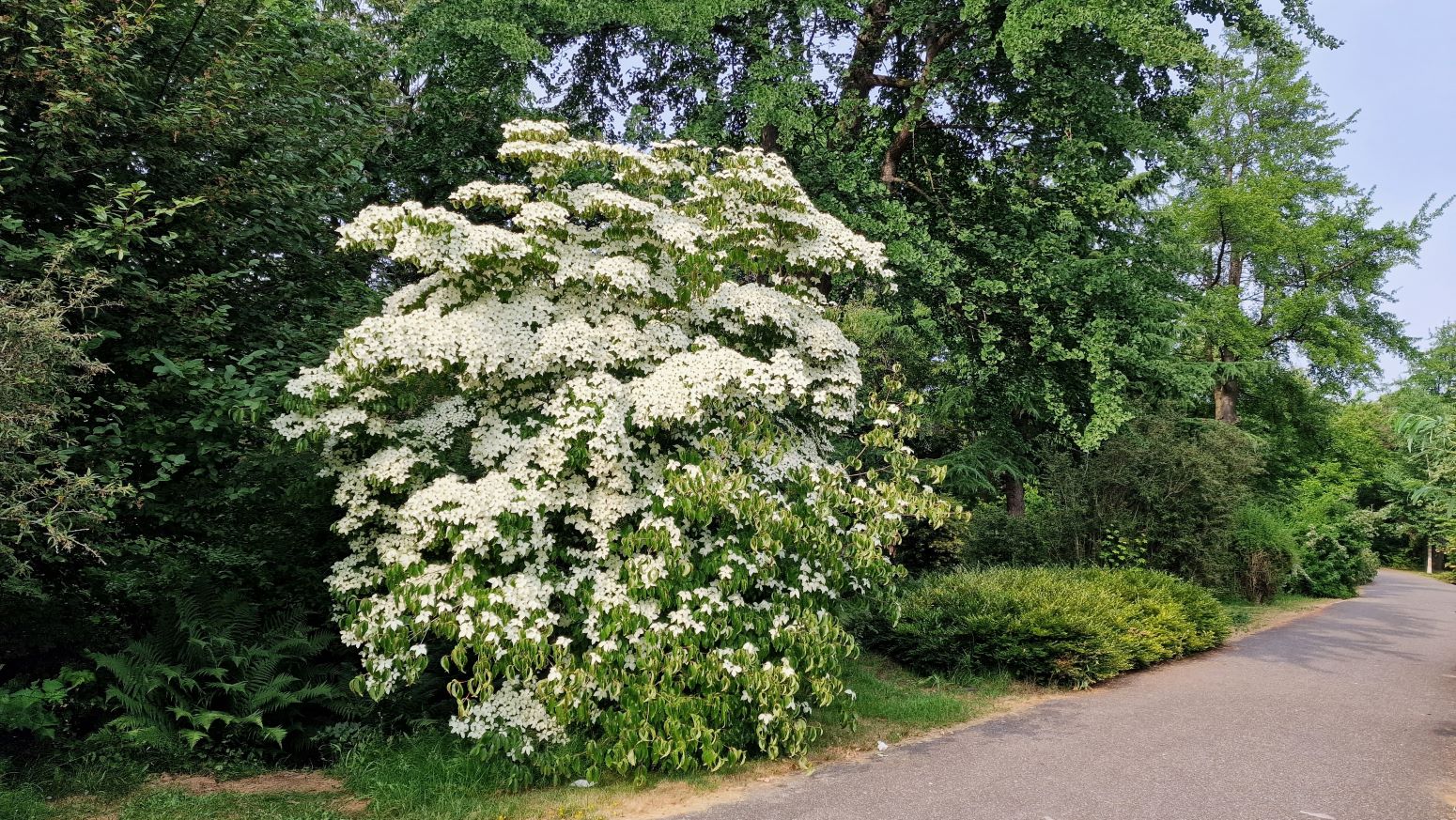 dereń kousa - cornus kousa