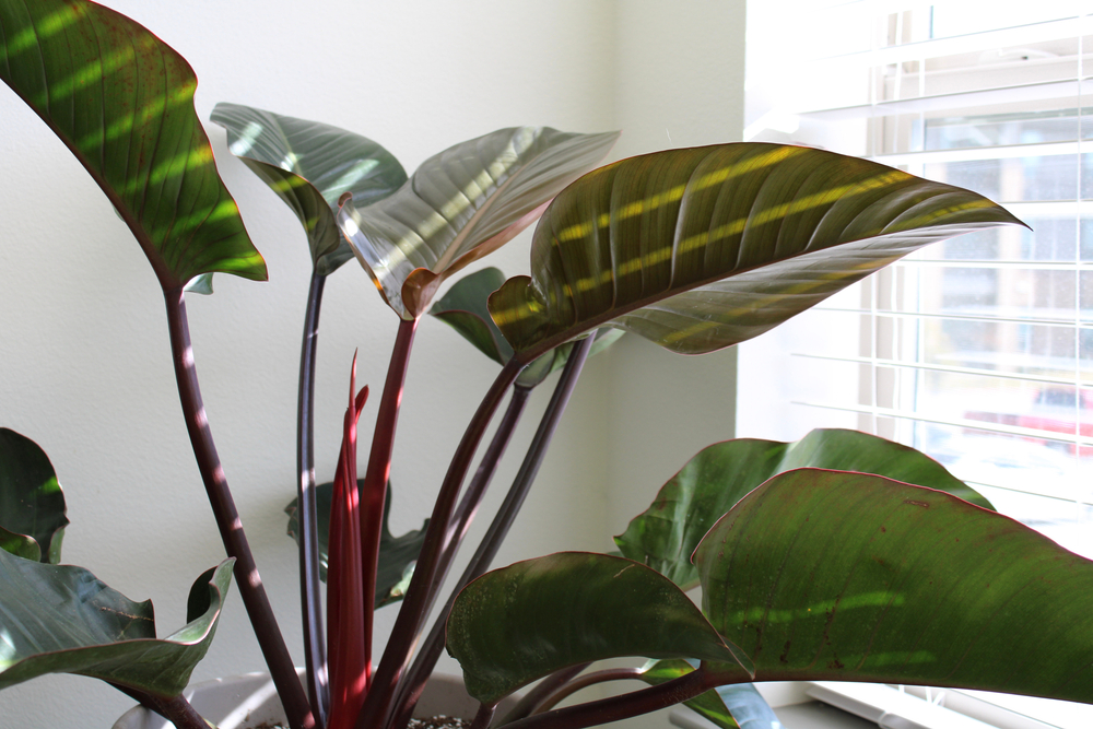 Philodendron Congo Rojo