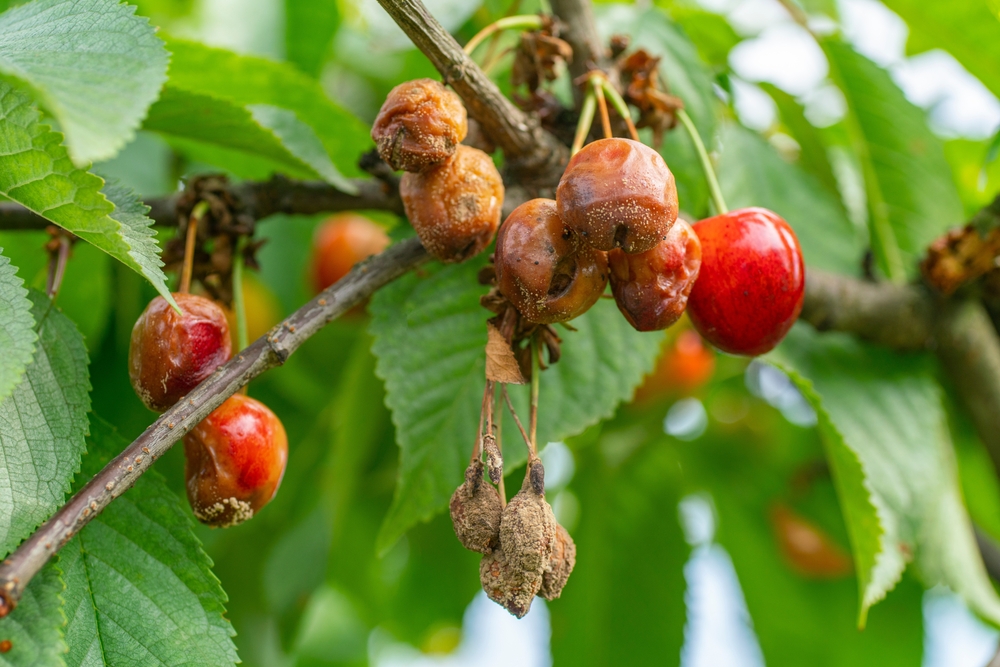 Cherry,Fruits,Infected,By,Fungal,Disease,Monilinia,In,Orchard.,Ripe