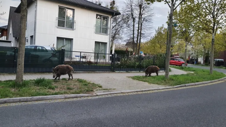 Zaskoczenie przed majówką. Lepiej nie wchodzić do lasów obok Trójmiasta - zalecenie pomorskiego lekarza weterynarii