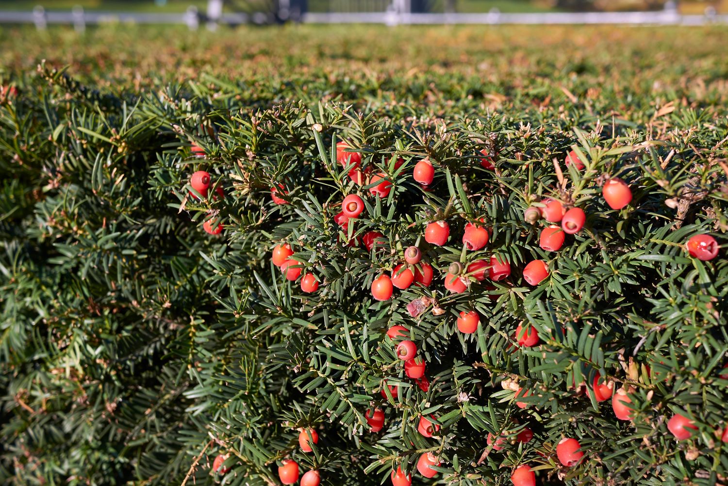 Cis pospolity - Taxus baccata