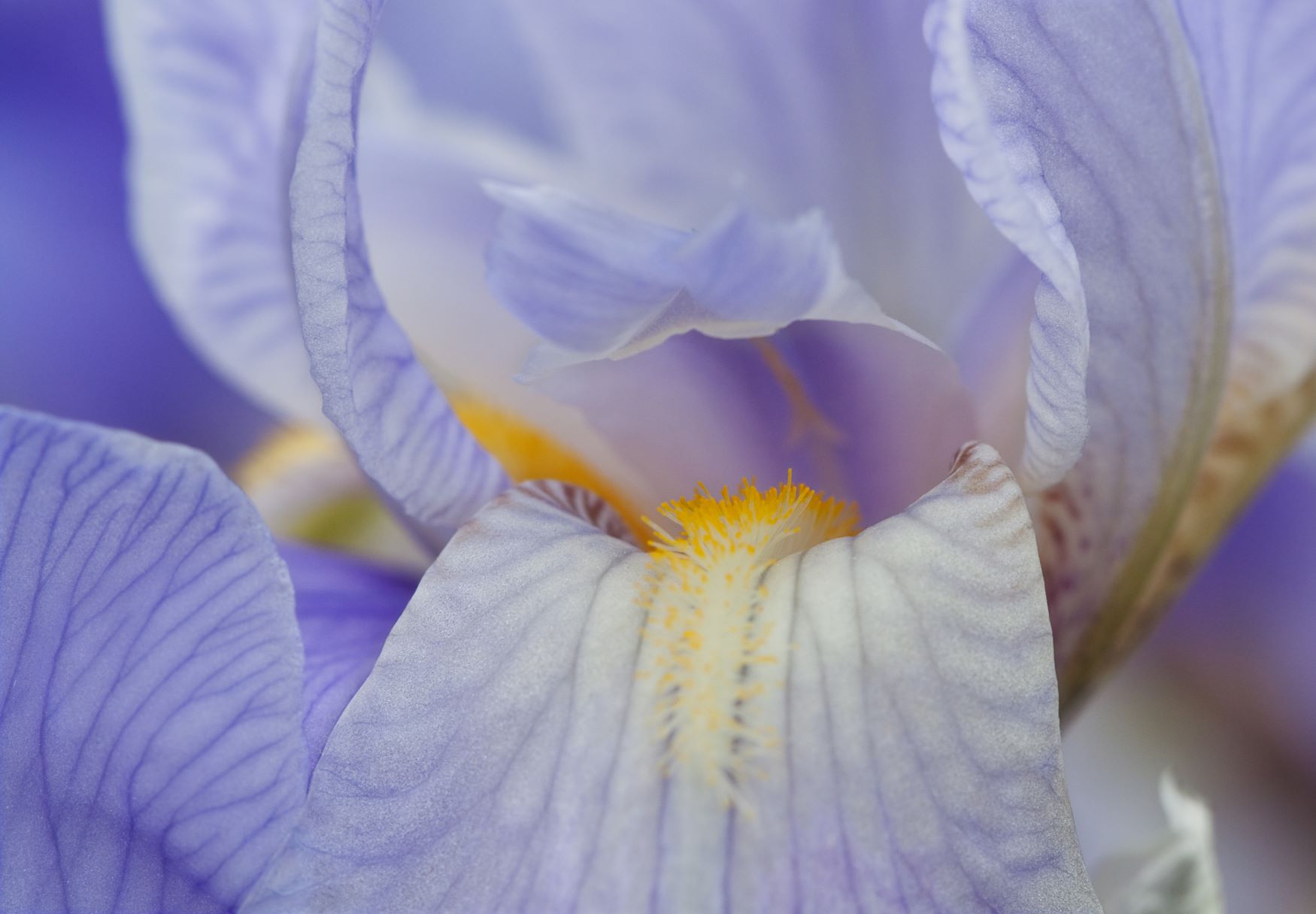 Irys bródkowy - iris germanica1