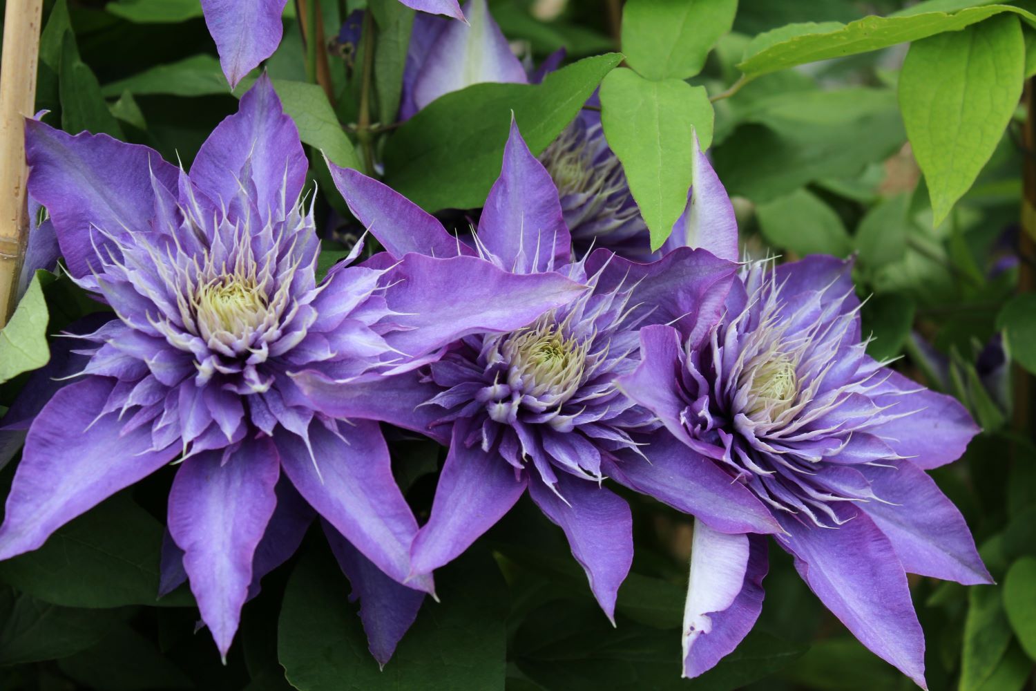 Clematis - odmiana Multi Blue