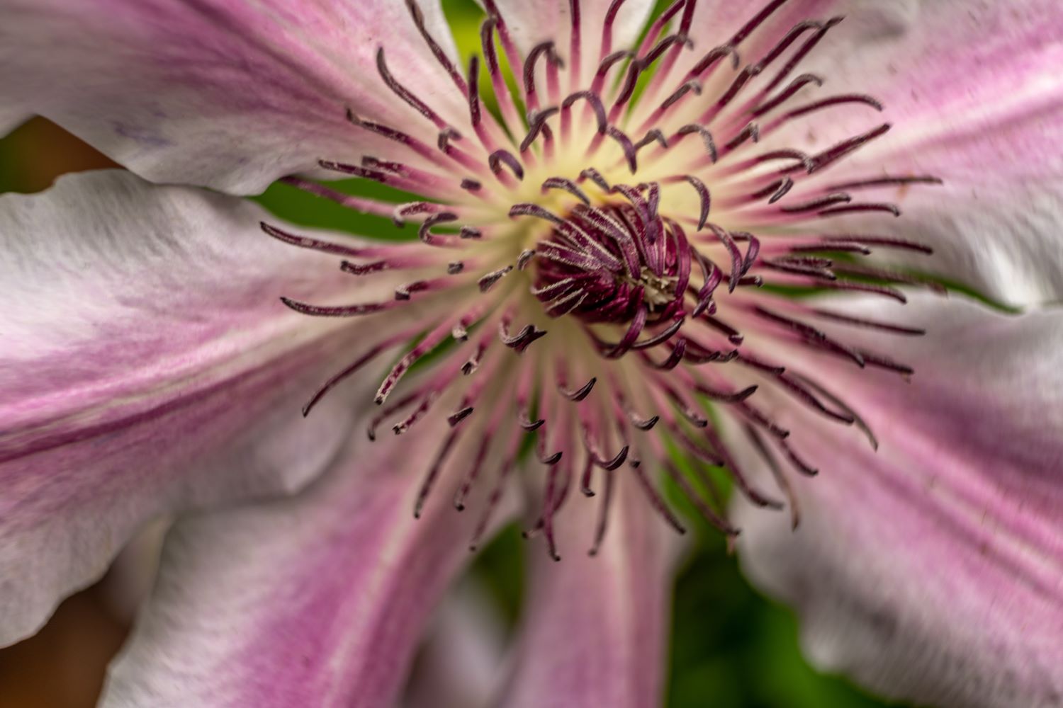 Clematis - odmiana Nelly Moser