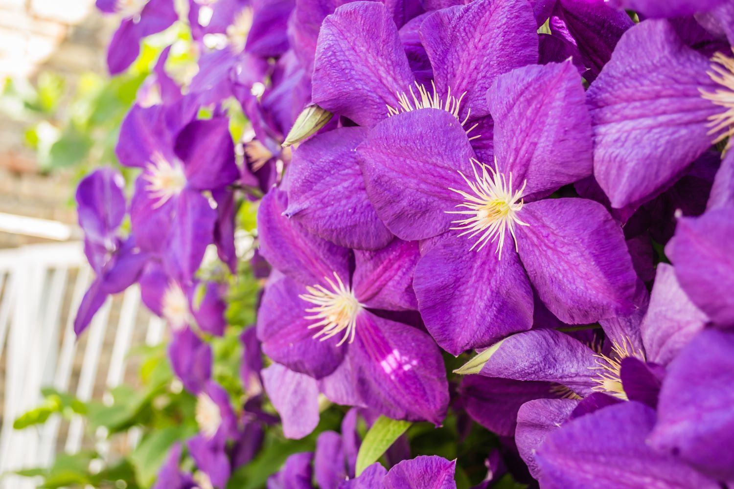 Clematis - odmiana President