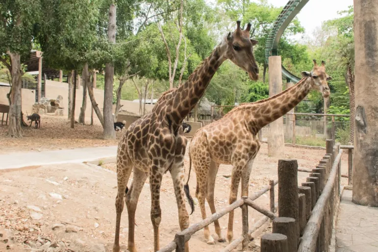 ogród zoologiczny