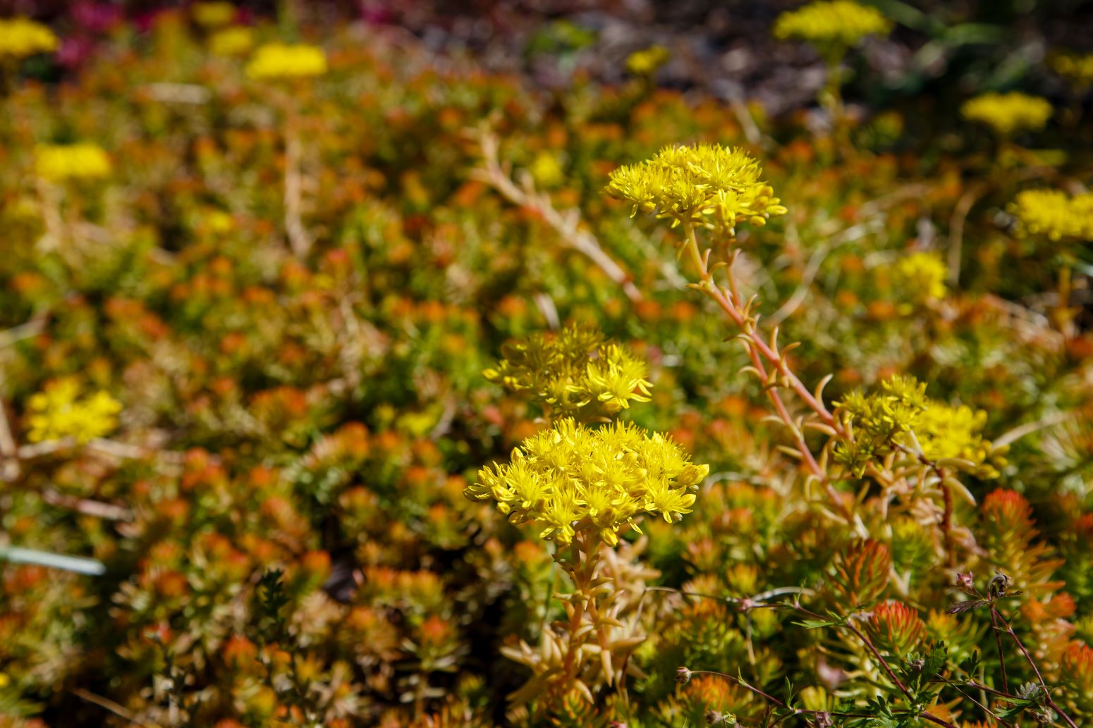 Rozchodnik ostry - Sedum acre