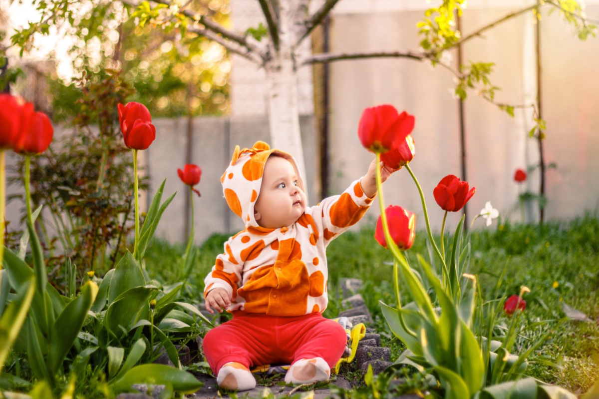 Tulipany w ogrodzie i nie tylko – uprawa, odmiany