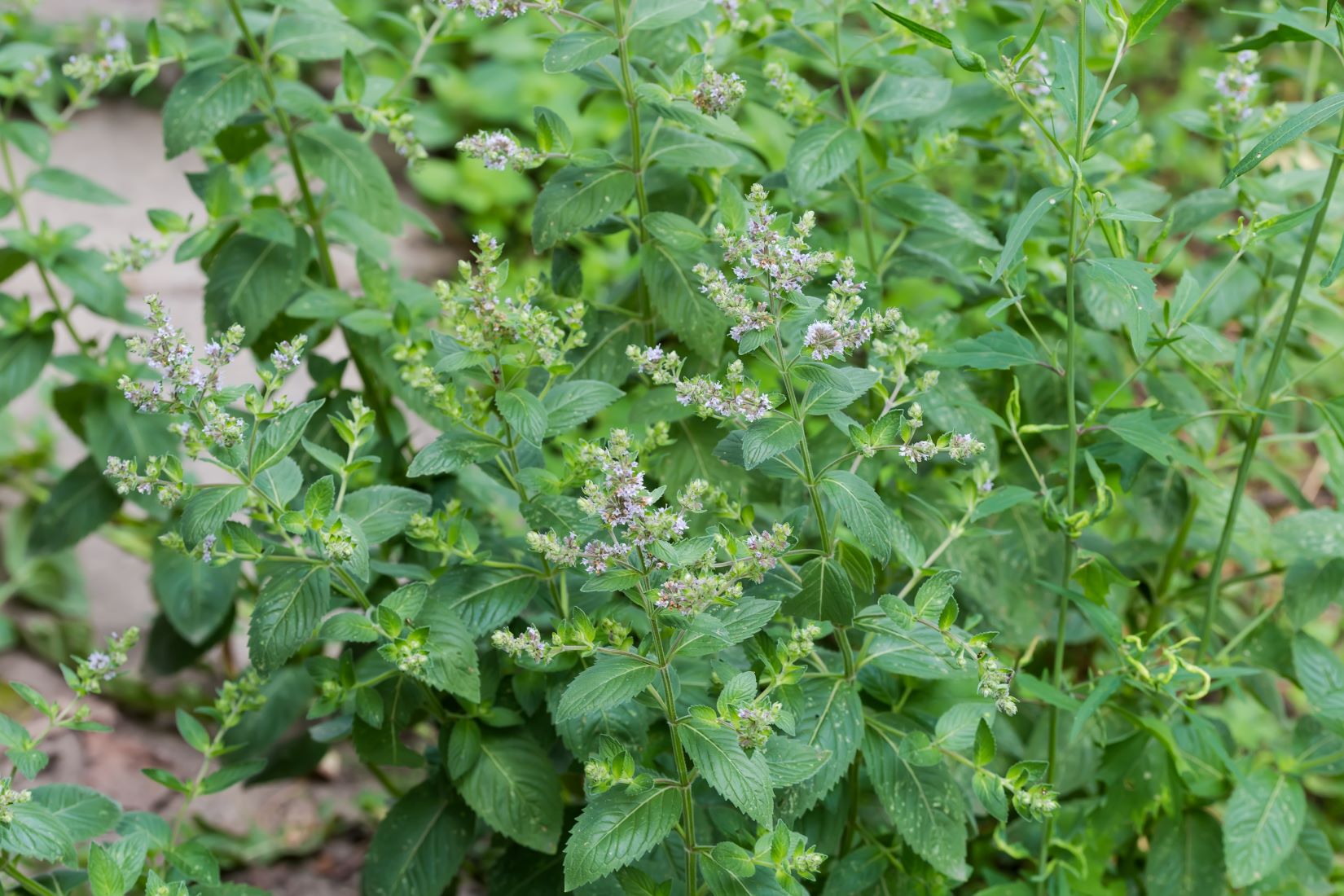 mięta polna- mentha arvensis