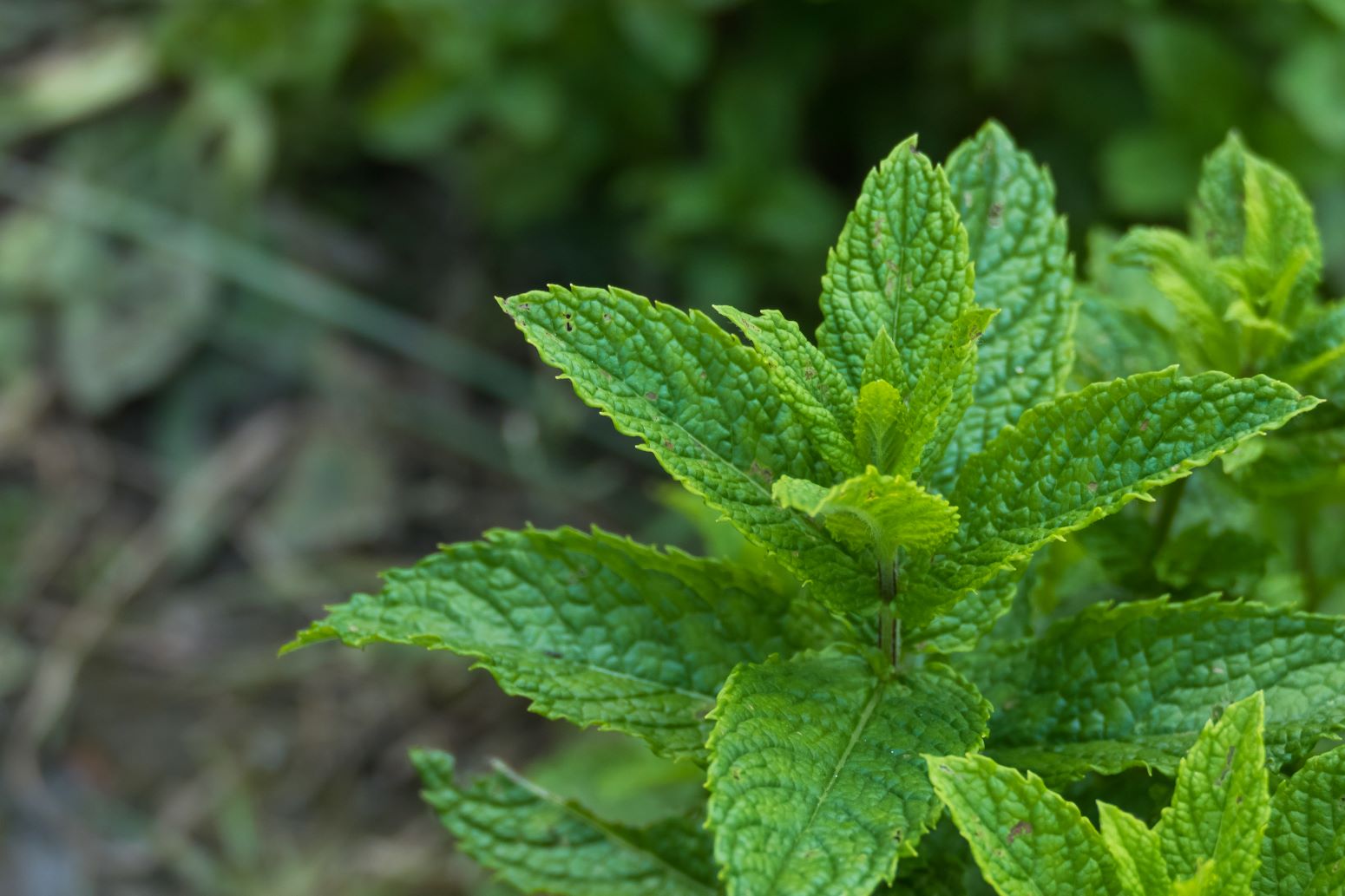 mięta zielona - mentha spicata