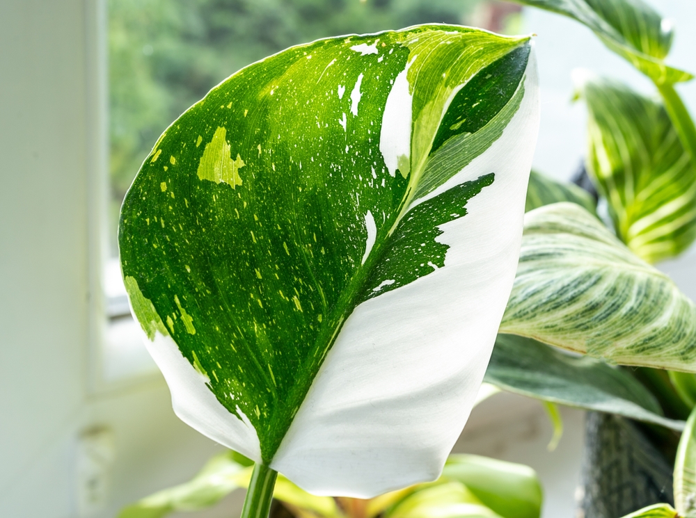 philodendron White Princess