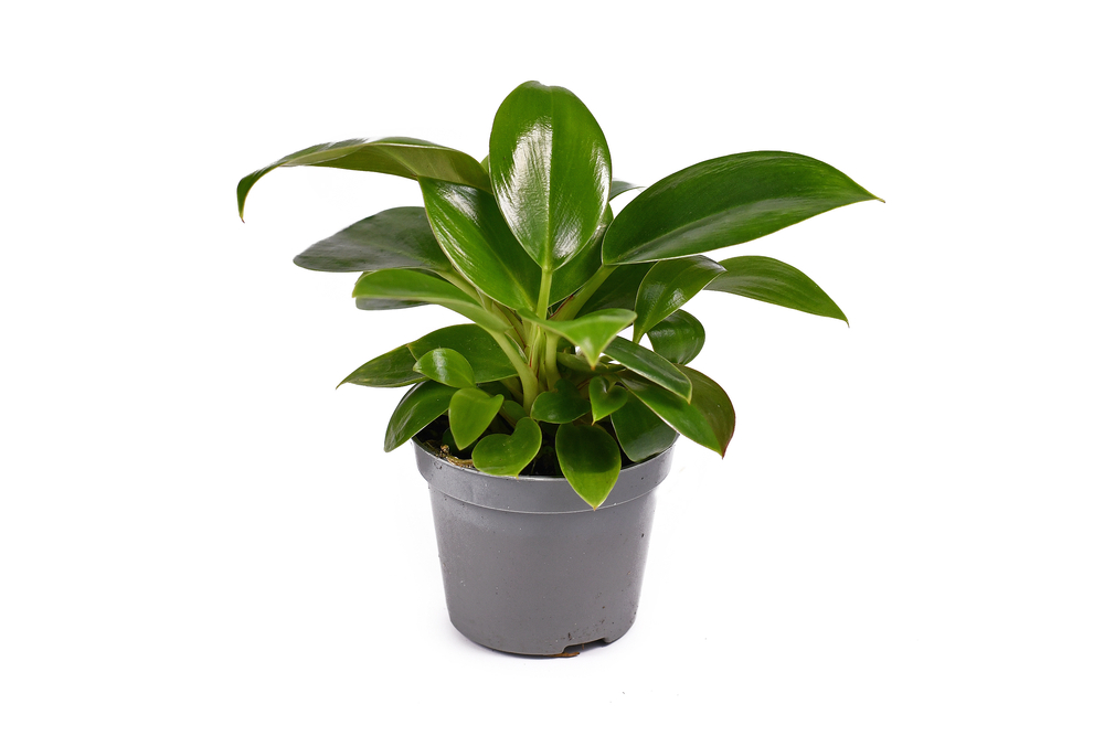 Philodendron Green Princess