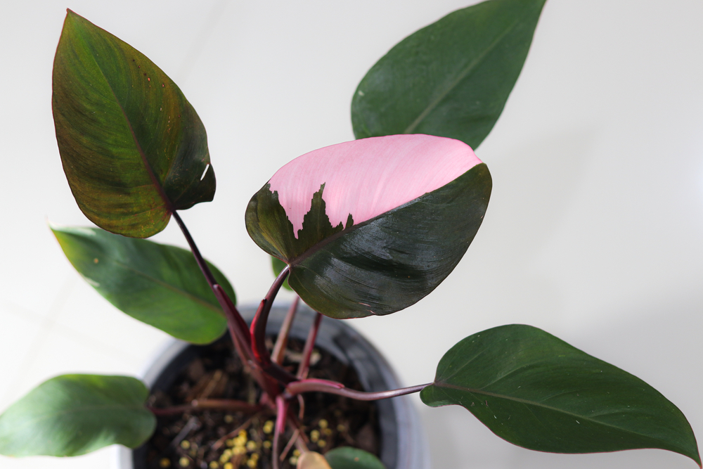 Philodendron Pink Princess