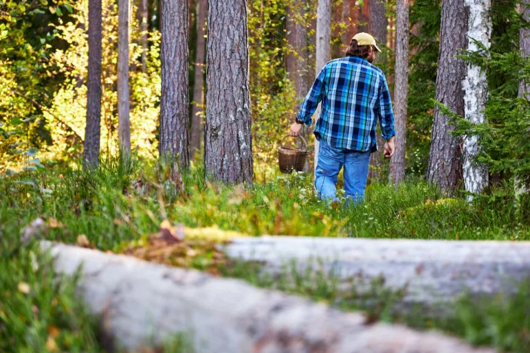 Seniorzy poszli na grzyby, zgubili się w lesie, błądzili przez dwie godziny