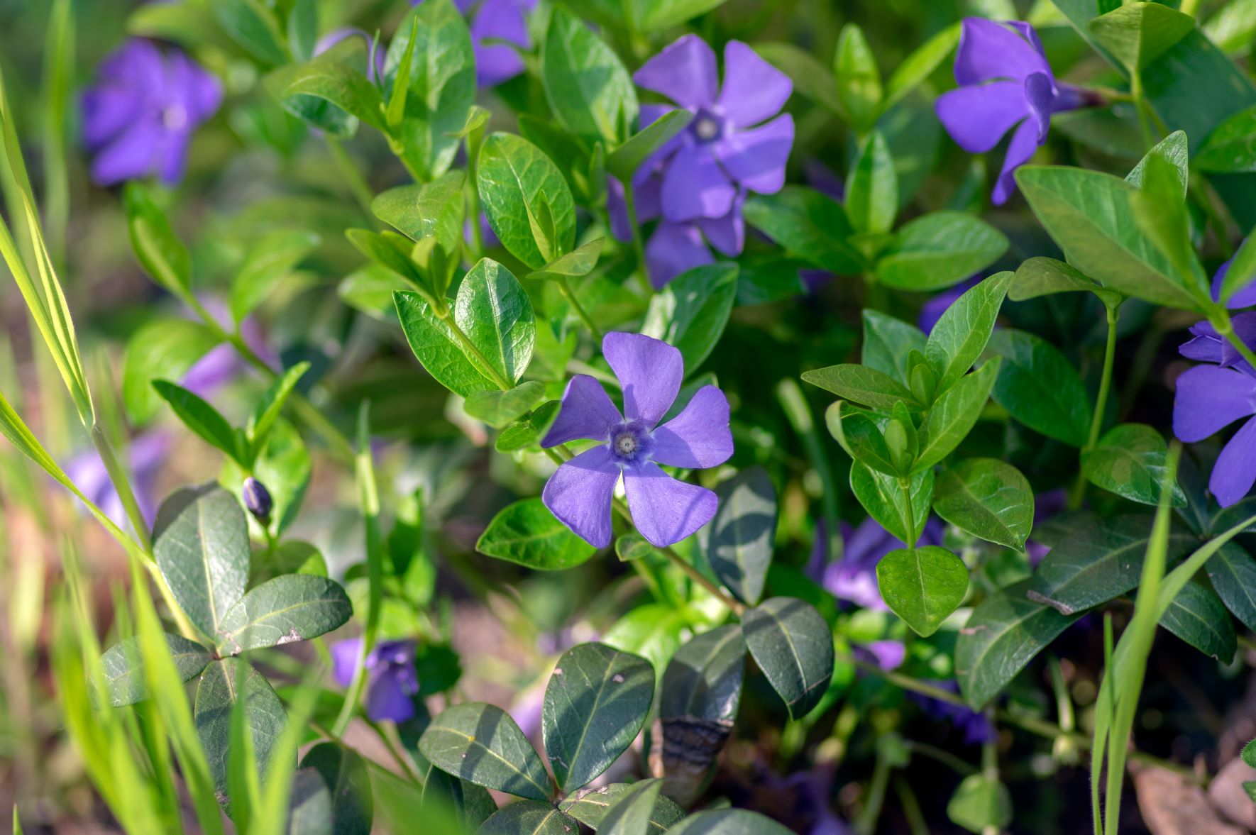 barwinek pospolity (vinca minor)