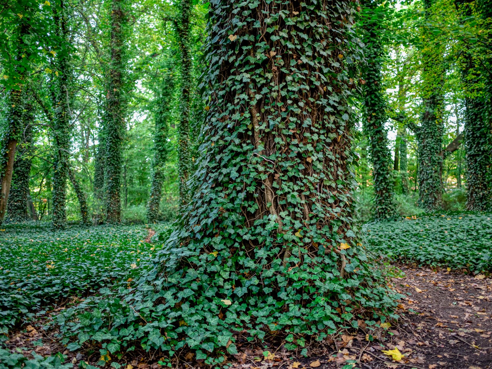 Bluszcz pospolity (Hedera helix)