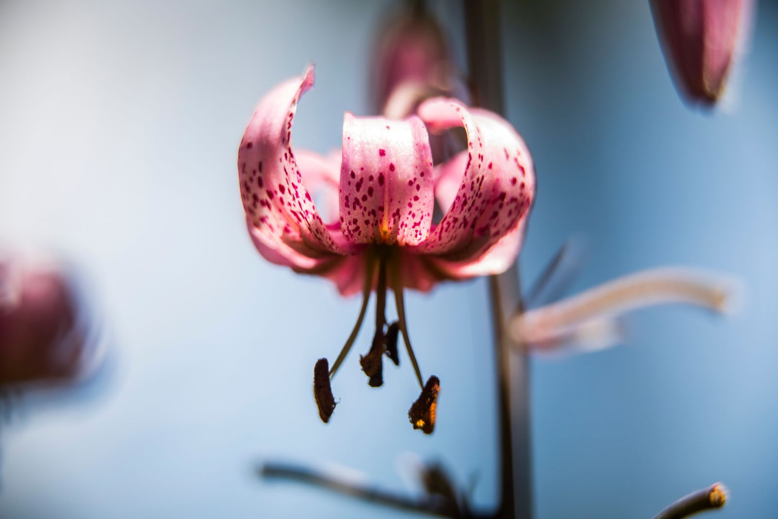 Lilium martagon - lilia złotogłów