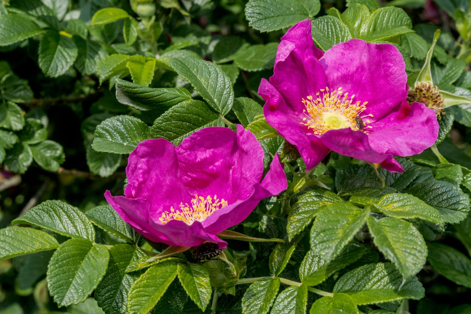 rosa rugosa - róża pomarszczona