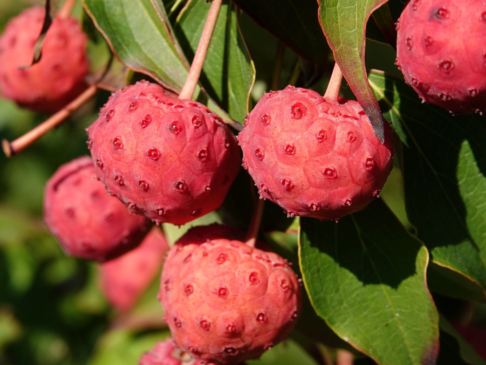 dereń kousa - cornus kousa - owoce