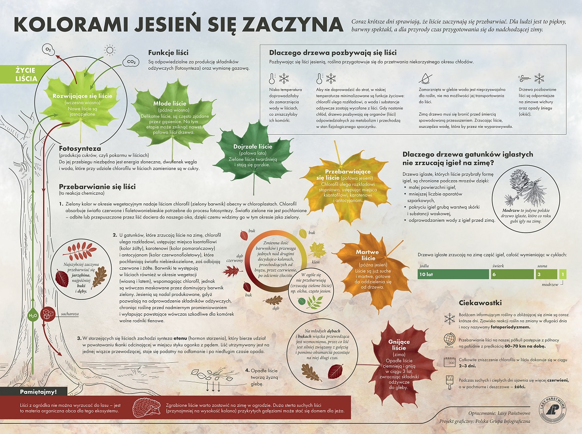 Liście Lasy Państwowe infografika