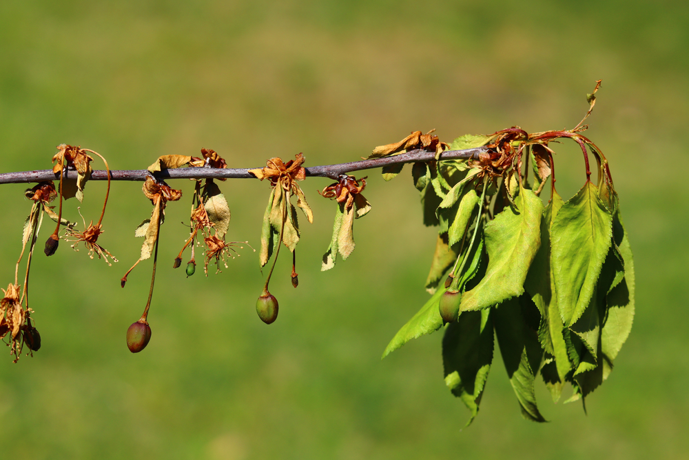 Monilinia,Plant,Disease,On,The,Sour,Cherry,Tree.