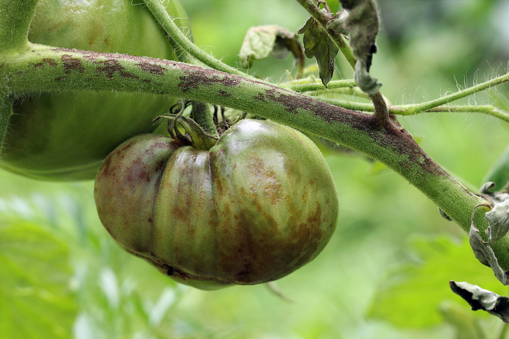 The,Tomato,Plant,And,Unripe,Tomato,Are,Infected,With,Late