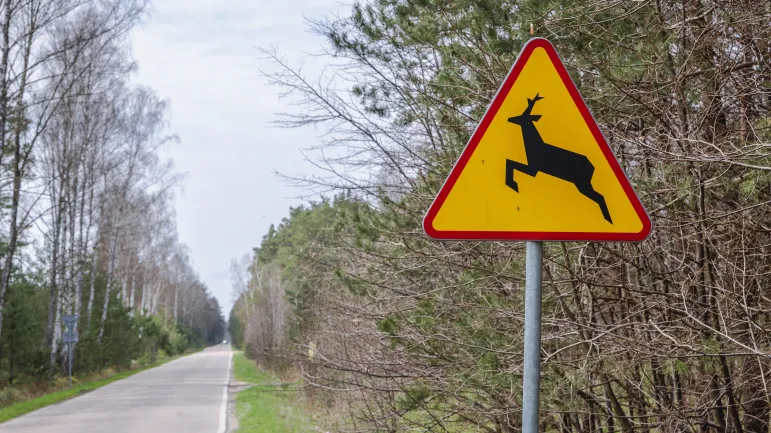 Obowiązkowe badania lekarskie dla myśliwych – kontrowersje wokół propozycji Ministerstwa Klimatu i Środowiska