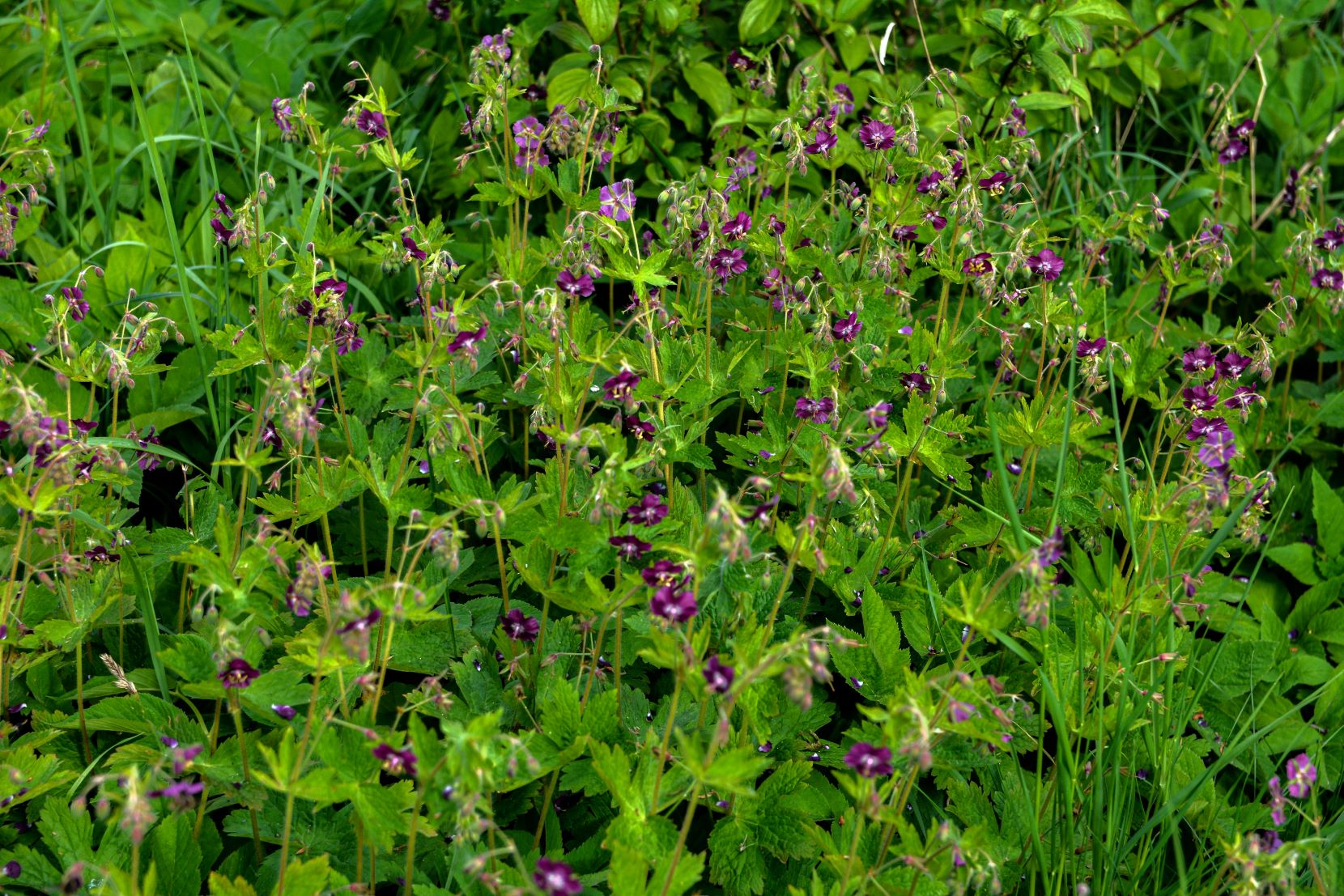 Bodziszek żałobny (Geranium phaeum)