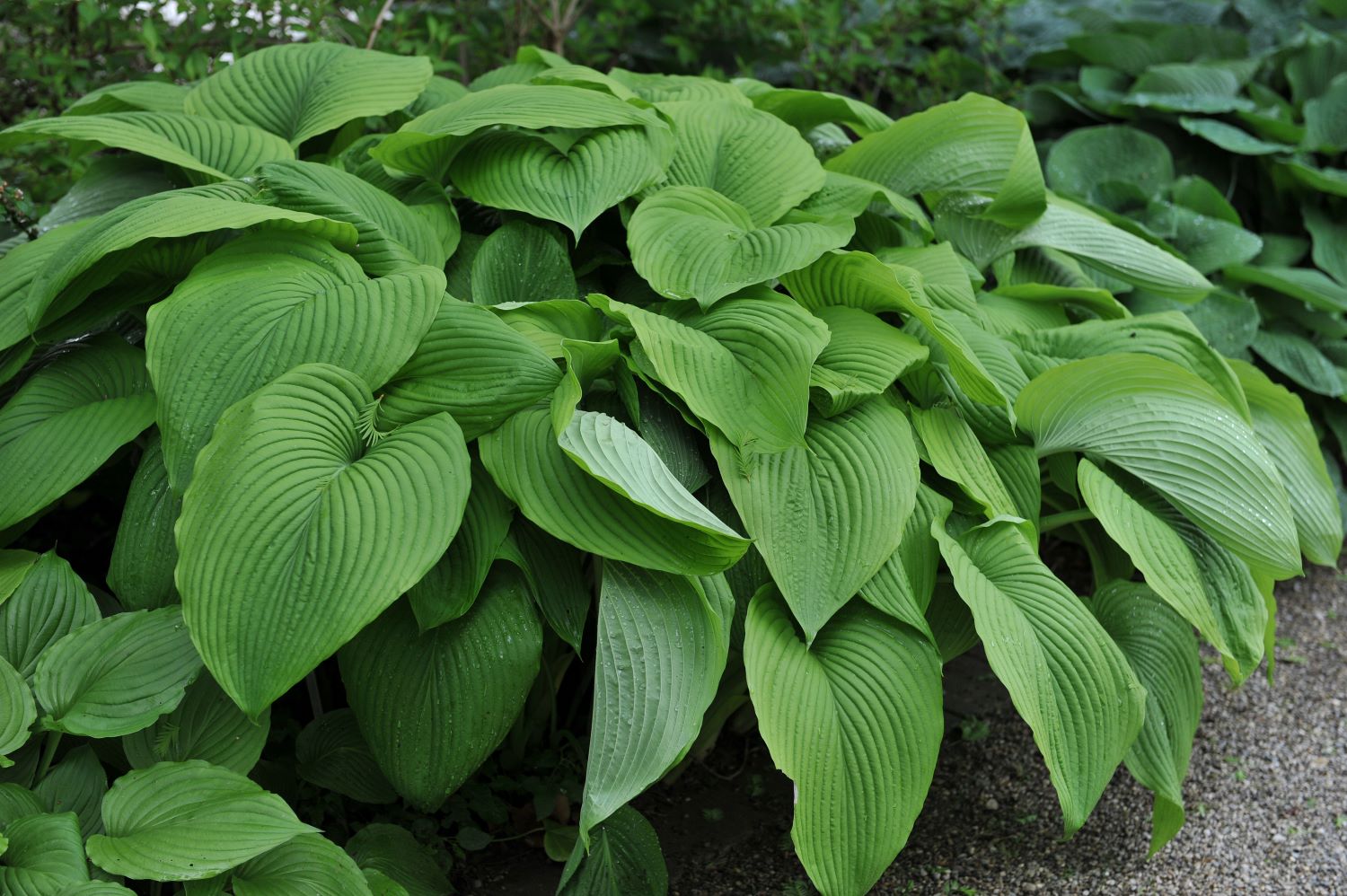 Funkia (hosta) - odmiana Green Acres